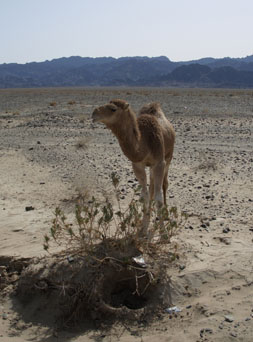 Dromadaire Balutch