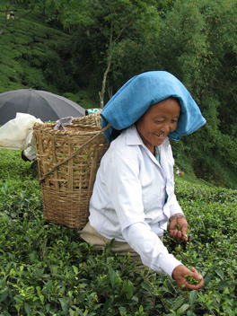 Cueilleuse de thé